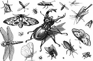 emission radio histoire sur les insectes