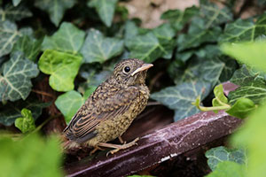 radio-conte-oiseau